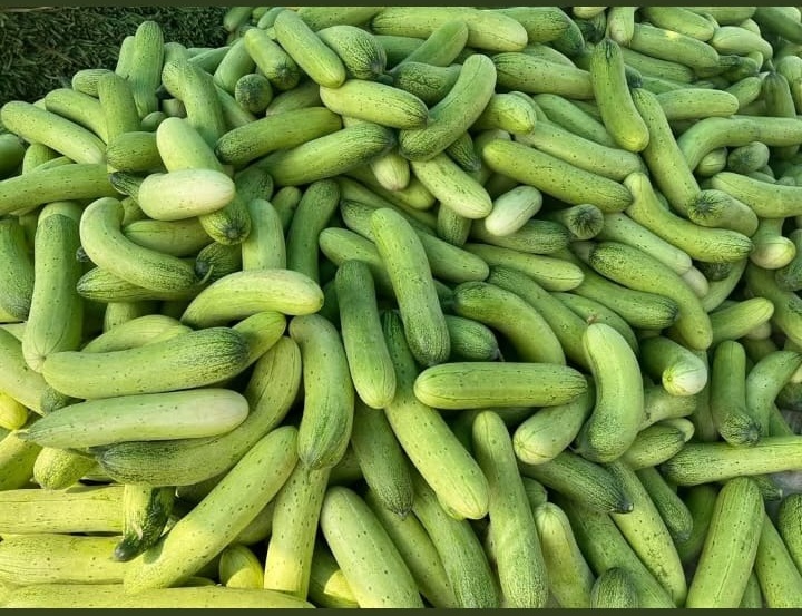 Freshly harvested cucumbers stacked in bulk