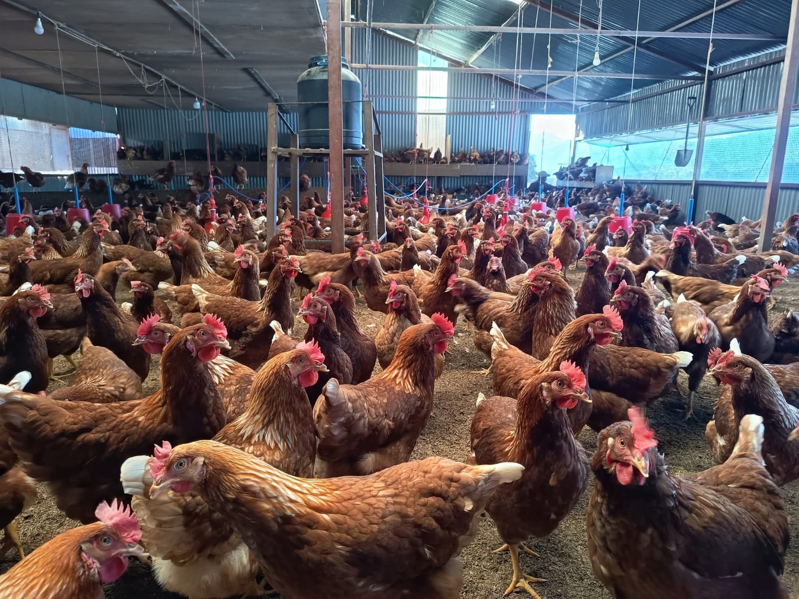 Hy-Line and Lohmann Brown layer chickens at Samriddhi poultry farm