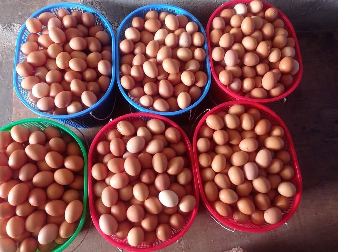 Baskets of fresh farm eggs
