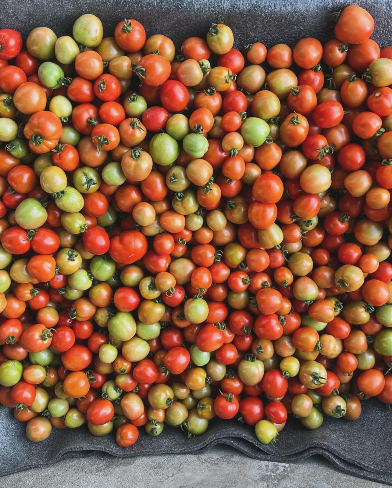 Fresh harvested red and green tomatoes