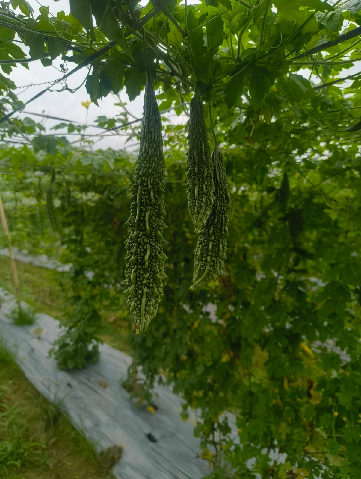 Bitter gourds growing on vertical farm vines