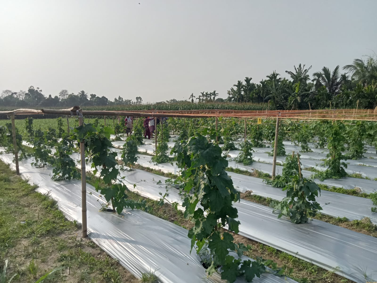 Agricultural field with plastic mulching and bamboo trellis