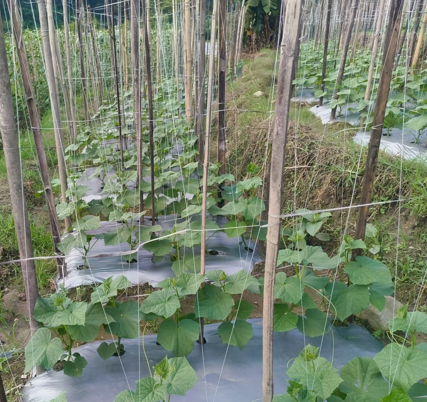 Vegetable crop rows supported by bamboo poles and nets