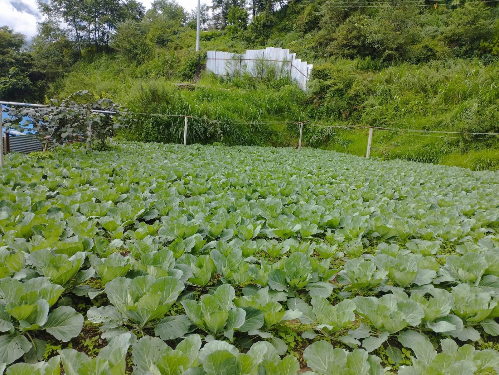 Samriddhi Krishi cultivated cabbage field landscape in Ichchakamana