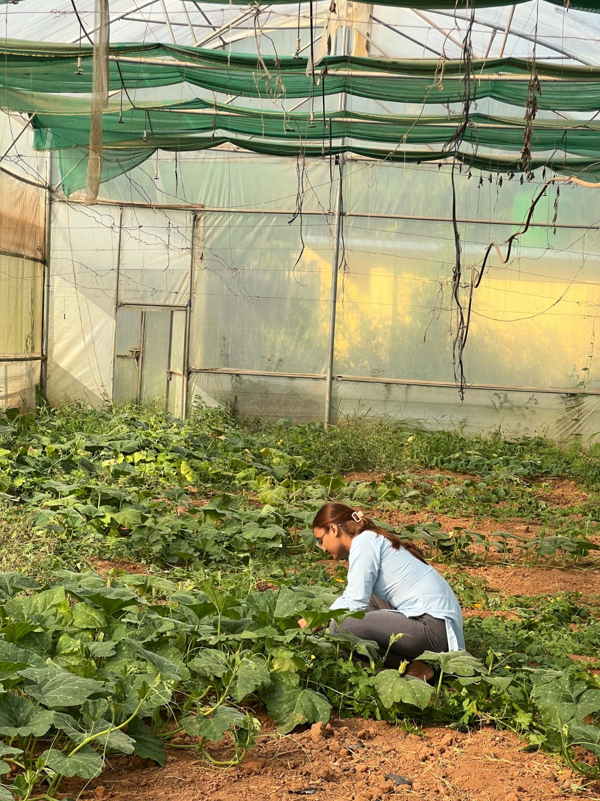 Agricultural technician conducting crop inspection in greenhouse