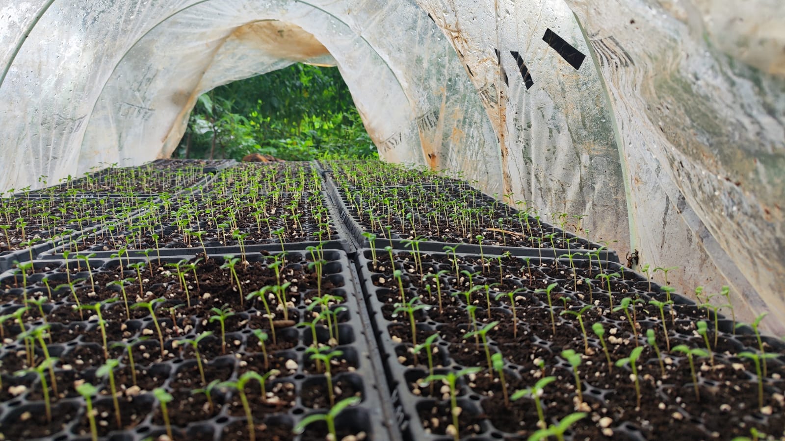 Healthy vegetable seedlings in nursery trays under protective tunnel