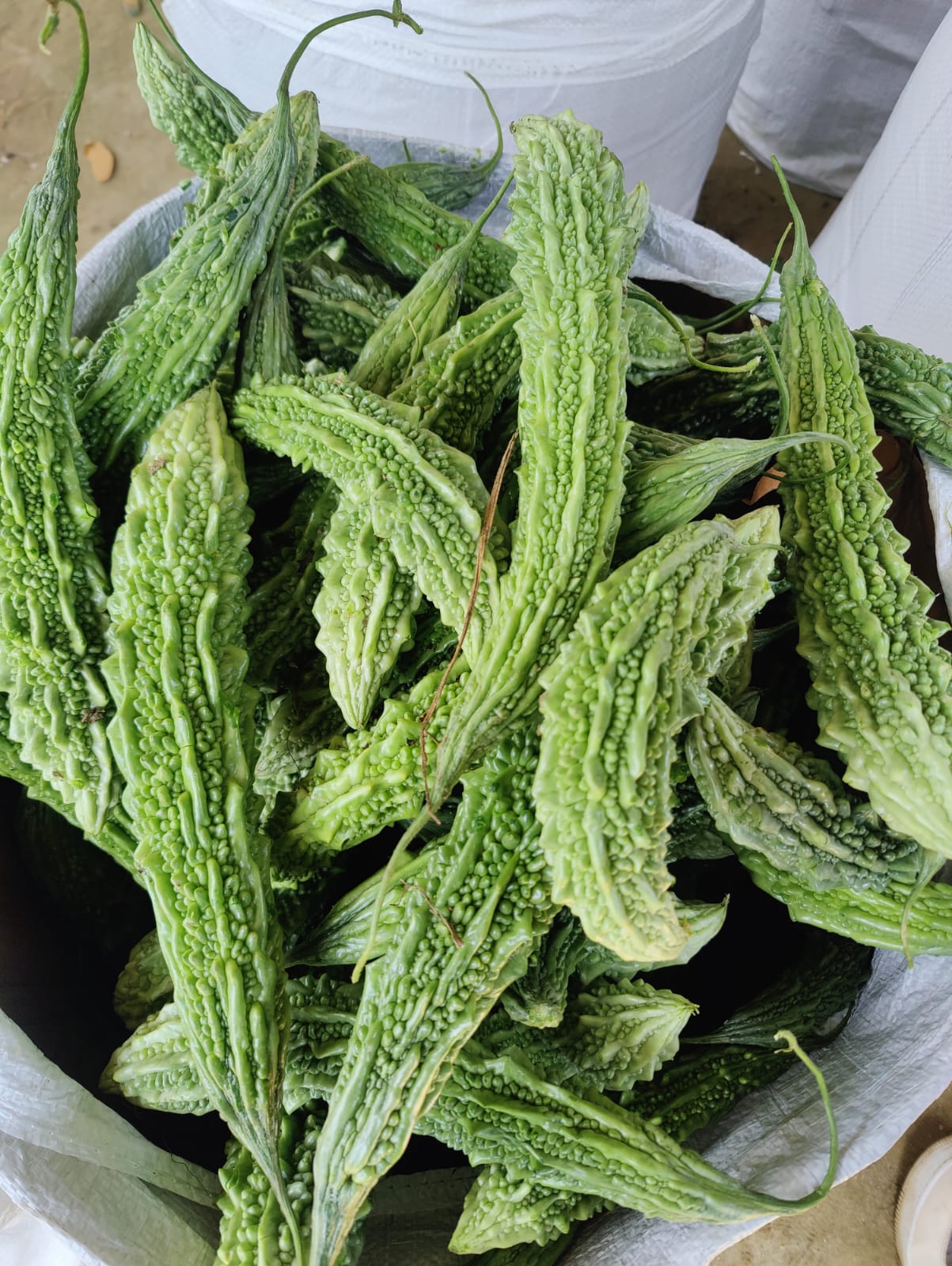 Harvested bitter gourds packed in sack